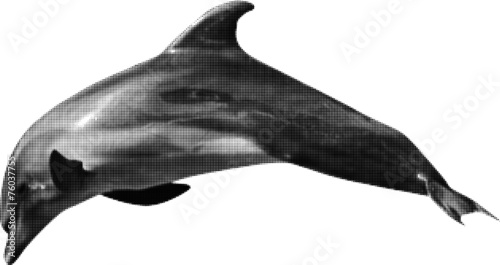 grey dolphin from dots on white