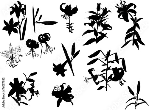 Fototapeta Naklejka Na Ścianę i Meble -  black lily flowers silhouettes isolated on white