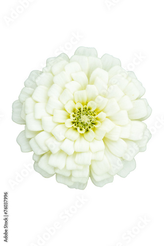 White zinnia, cut out, white background
