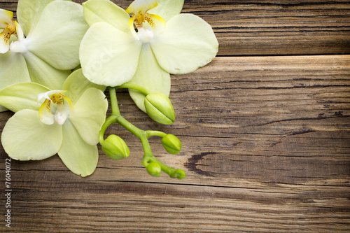 Fototapeta Naklejka Na Ścianę i Meble -  Orchid.