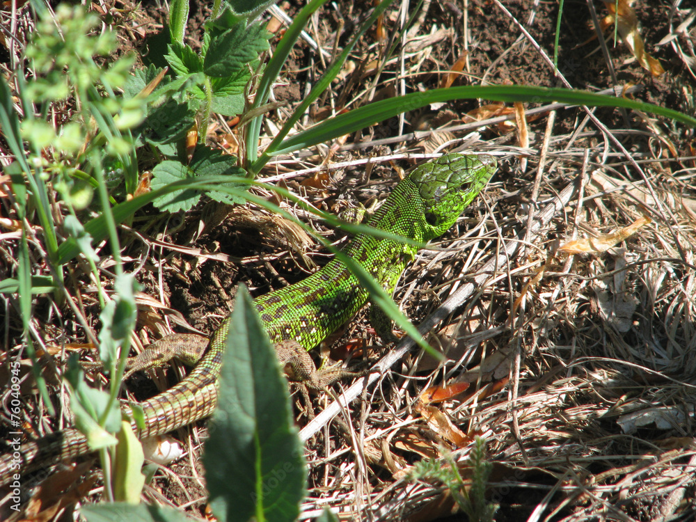 prairie lizard prairie lizard