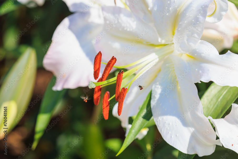Fototapeta premium lily flower in the garden