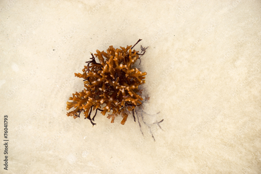 Fototapeta premium The Coral on the sand