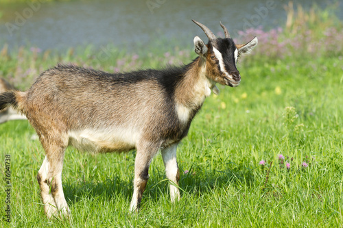 Young goat pasture