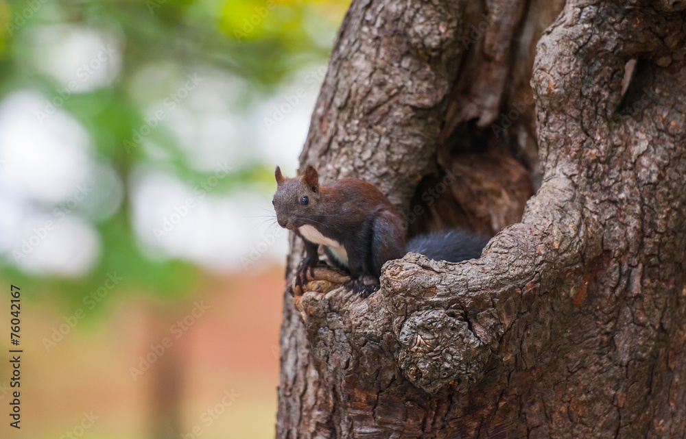 squirrel on a tree, Tivoli park, Ljubljana, Slovenia squirrel on a tree, Tivoli park, Ljubljana, Slovenia