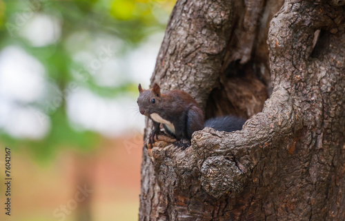 squirrel on a tree, Tivoli park, Ljubljana, Slovenia