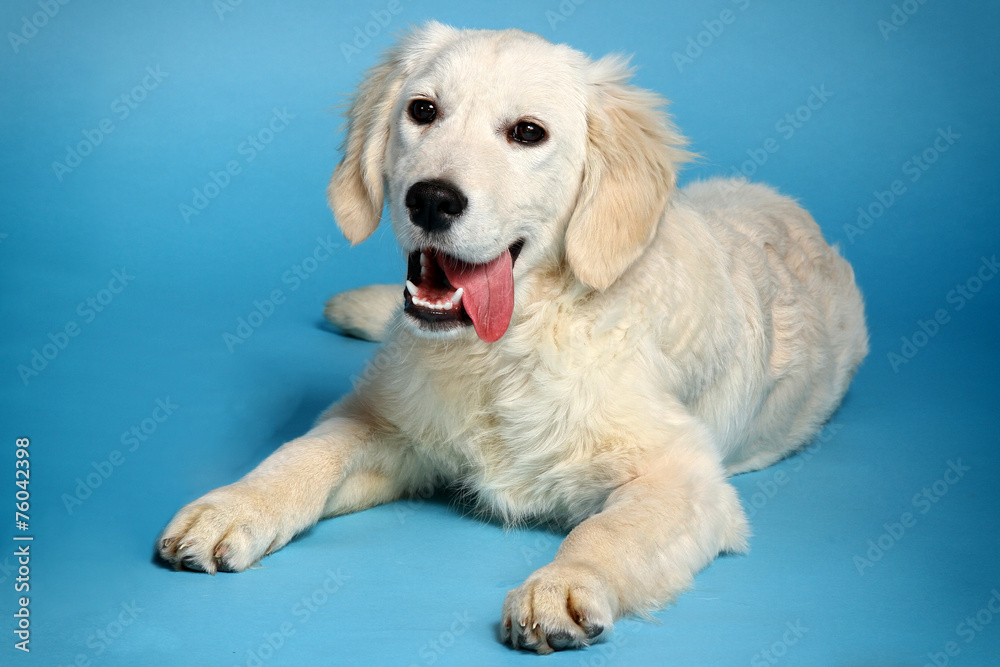 Young golden retriever