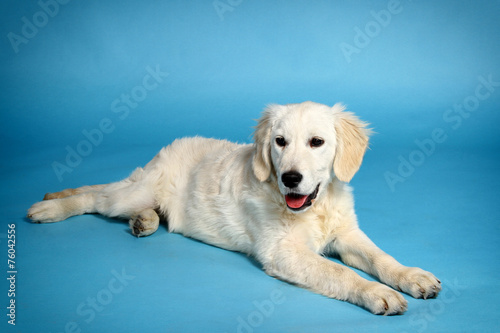 Young golden retriever © darezare