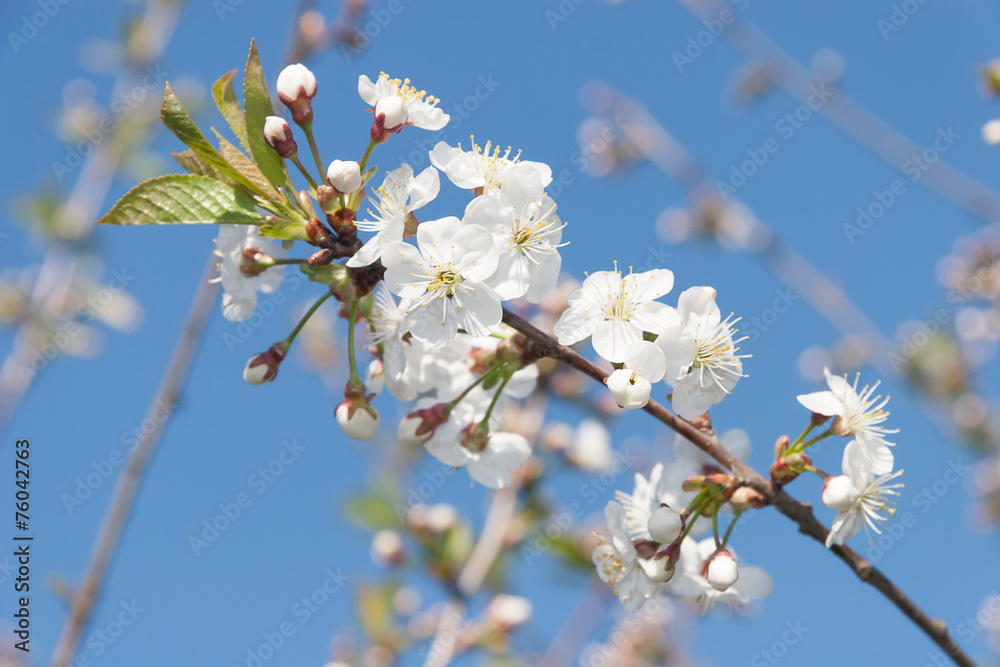 Flowering Cherry Tree