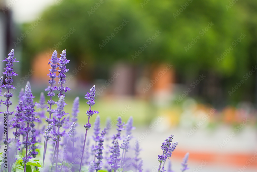 Obraz premium Purple flower in the garden