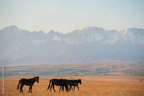 Beautiful bay horse herd grazes in the mountains at sunset