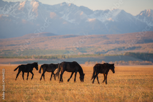 Beautiful bay horse herd grazes in the mountains at sunset