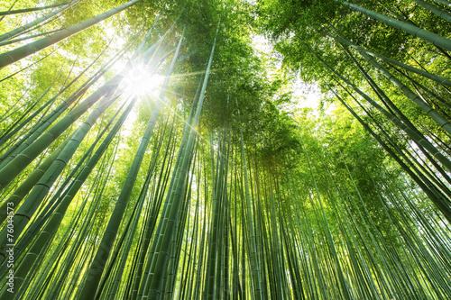 Bamboo forest Kyoto - Japan #76044573