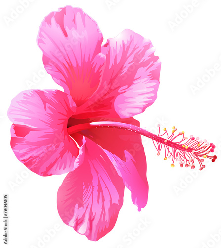 A pink gumamela flower