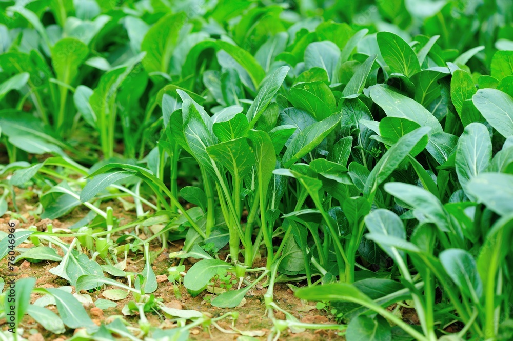Green choy sum in growth at vegetable garden Green choy sum in growth at vegetable garden