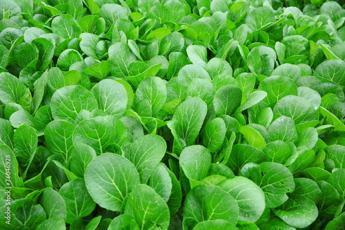 Green choy sum in growth at vegetable garden
