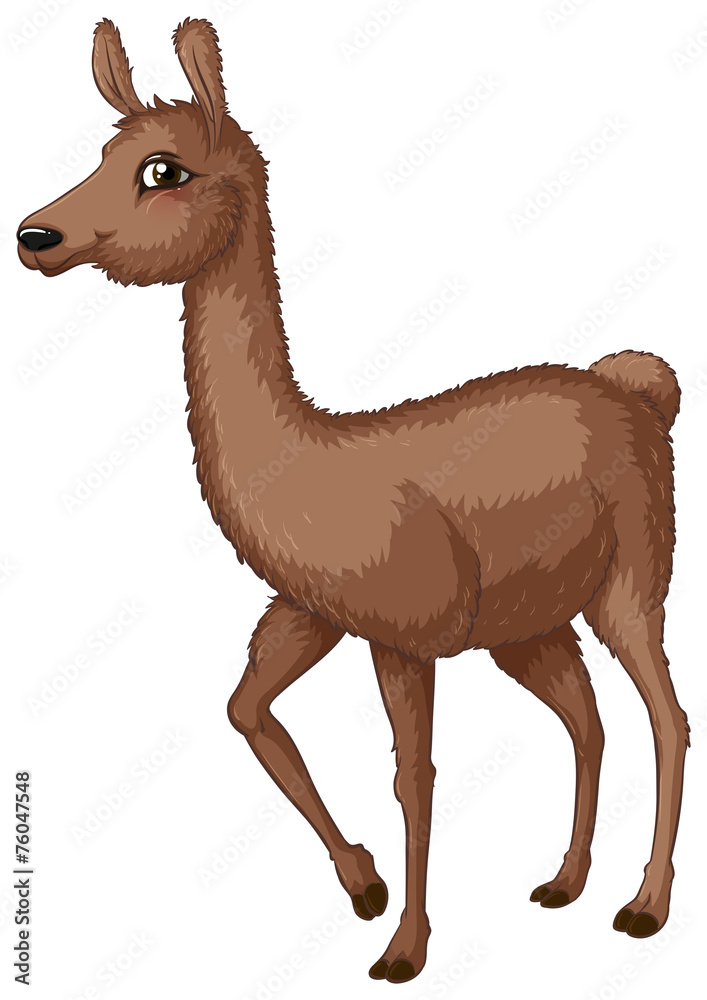 Fototapeta premium Lama