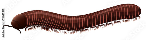Centipede