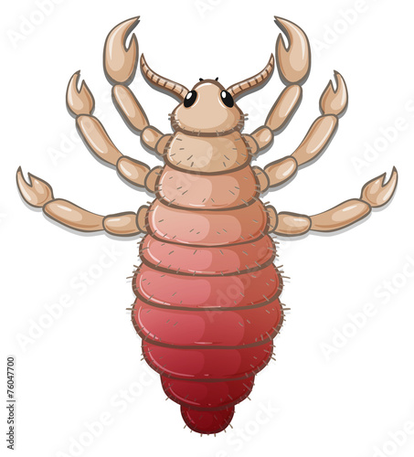 A louse