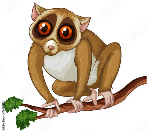 Loris