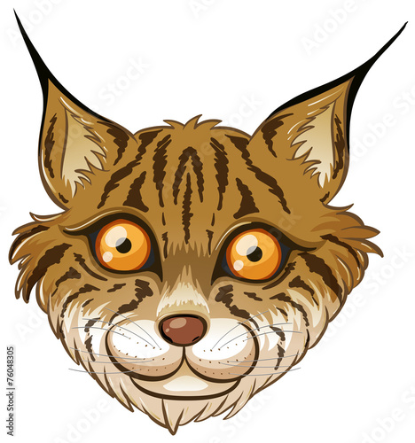 lynx