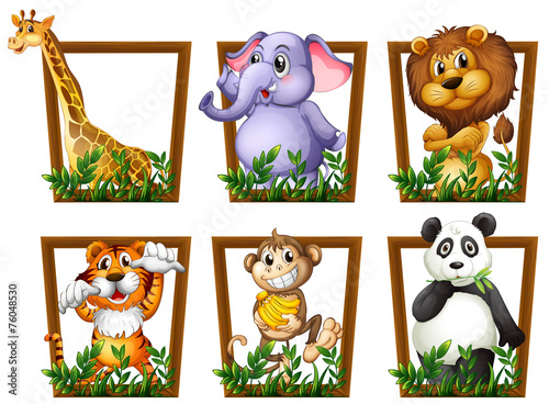 Animals