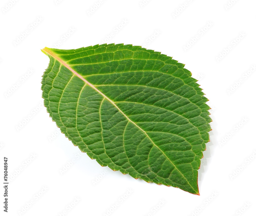 Green leaf on white background Green leaf on white background