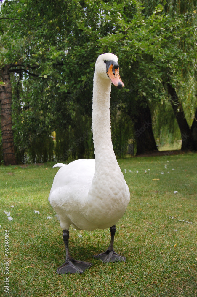 Obraz premium A white swan on green summer background