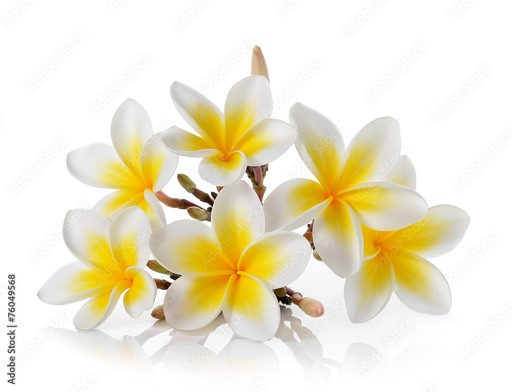 Frangipani flower isolated on white background