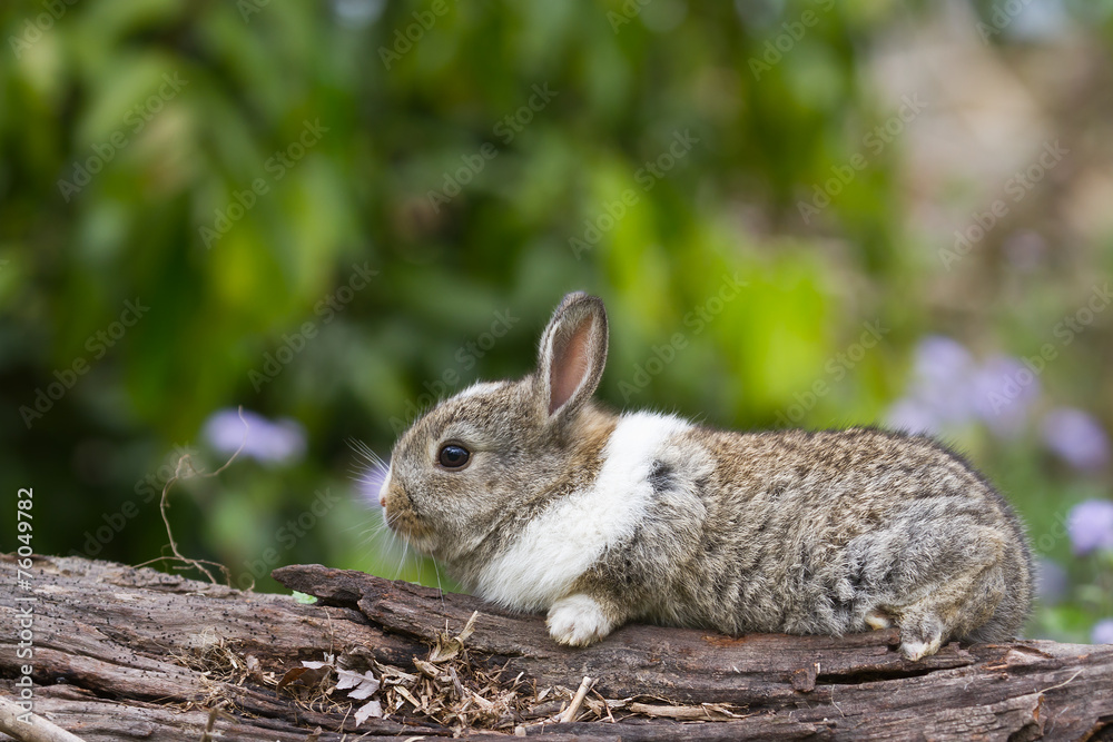 Fototapeta premium Baby rabbit on a log