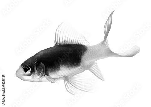 black and white gold fish isolated on white background