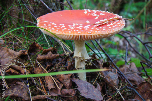 Poisonous mushroom with a red hat with white speckled.