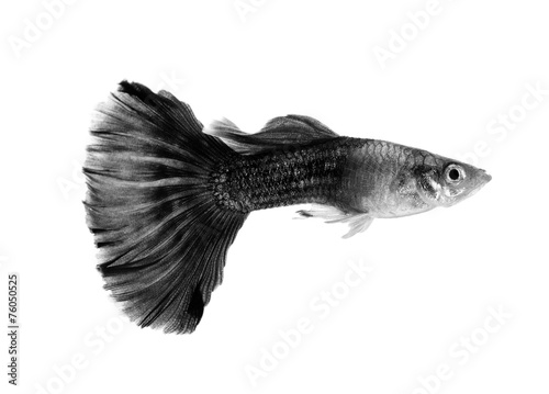 black guppy fish isolated on white background