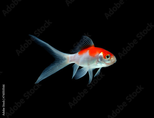 Goldfish isolated on black background