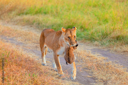 Fototapeta Naklejka Na Ścianę i Meble -  Female lion carrying a cup, Masai Mara
