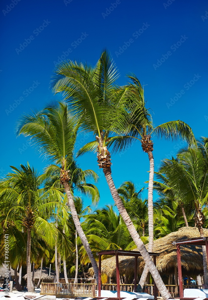 Naklejka premium Tropical summer beach with palm leaf tree branch