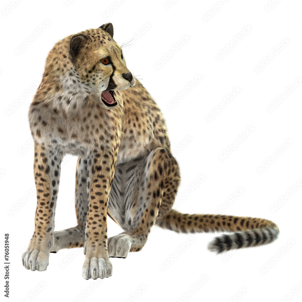 Obraz premium Cheetah