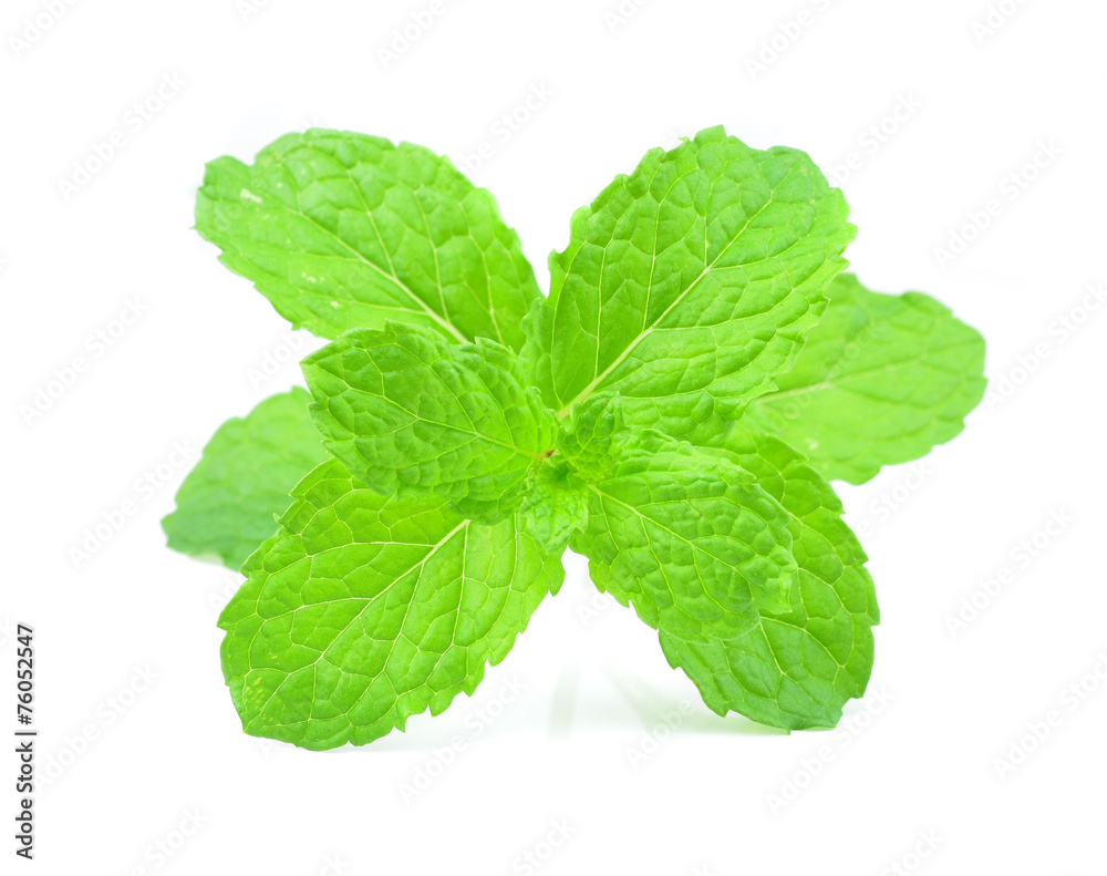 Fresh mint close up on white Fresh mint close up on white