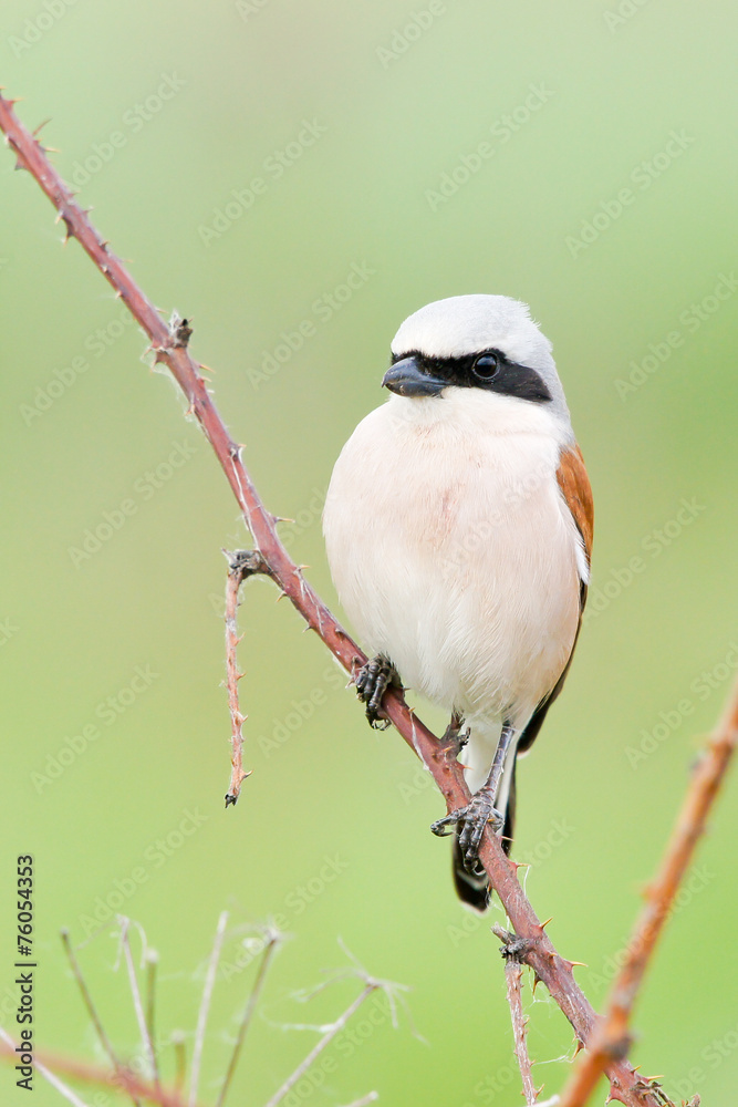 Fototapeta premium Red Backed Shrike