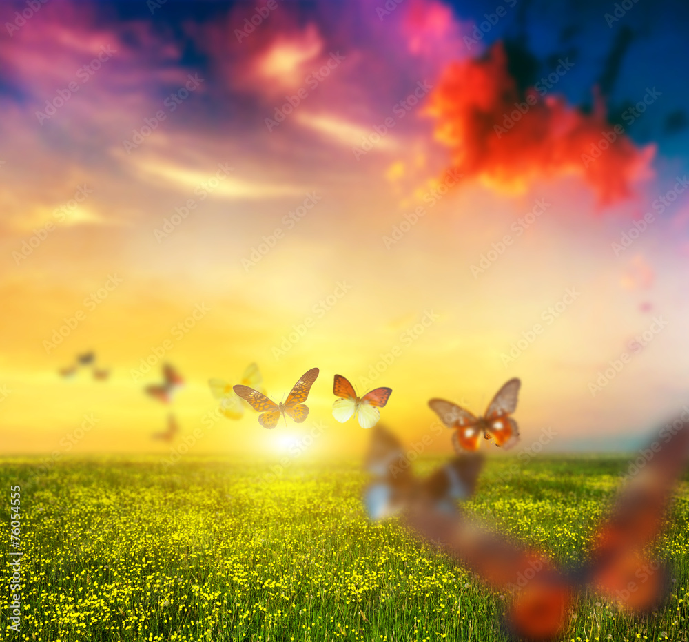 Fototapeta premium Colorful butterflies flying over spring meadow with flowers