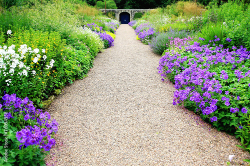 Violet geranium flowers along the path