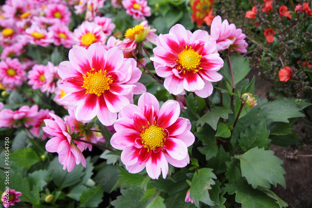 Beautiful dahlia blossom in the garden