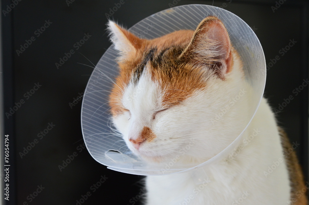 Chat malade portant une collerette