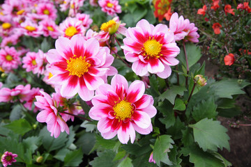 Keuken achterwand Dahlia Bloeiende dahlia in tuinsfeer  © JulietPhotography