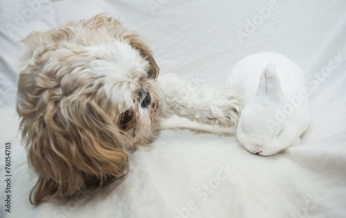 Dog and rabbit playing