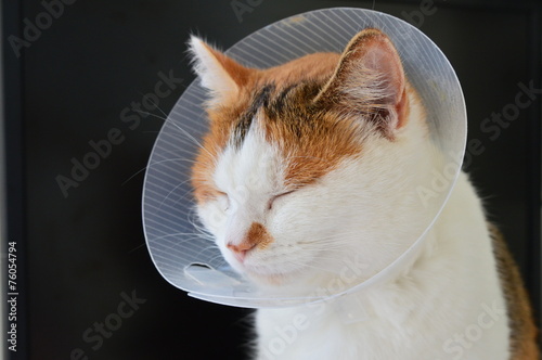 Obraz na płótnie Chat malade portant une collerette w salonie