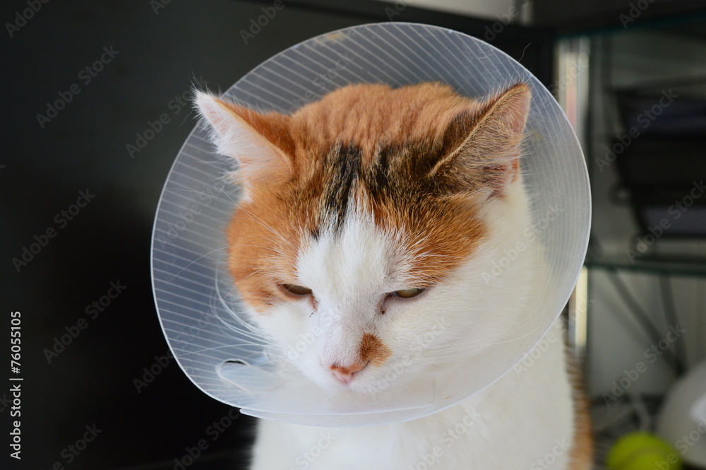 Chat malade portant une collerette