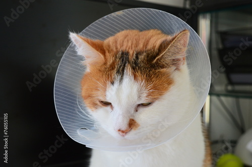 Obraz na płótnie Chat malade portant une collerette w salonie