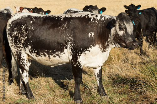 Speckle Park Cow photo