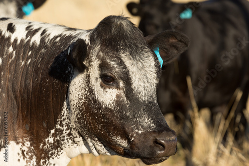 Speckle Park Cow photo